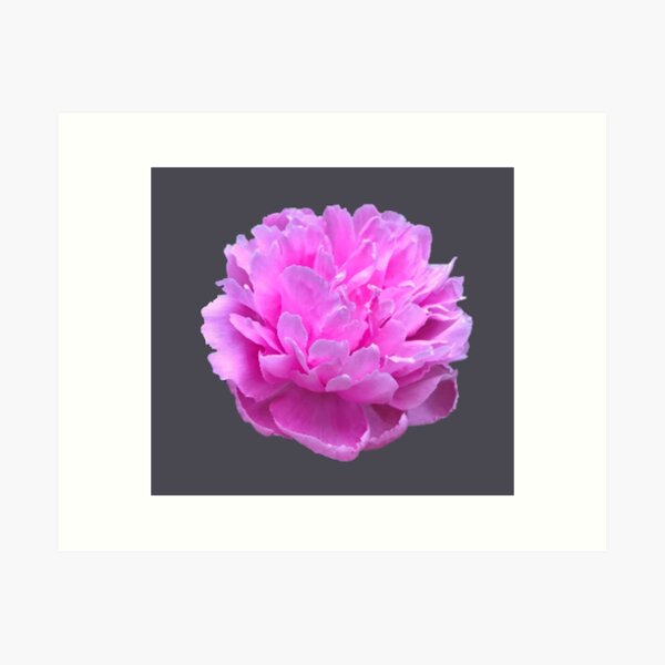 Item preview, Pink Peony Close-up designed and sold by InalterataArt.