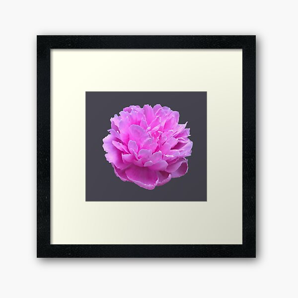 Item preview, Pink Peony Close-up designed and sold by InalterataArt.