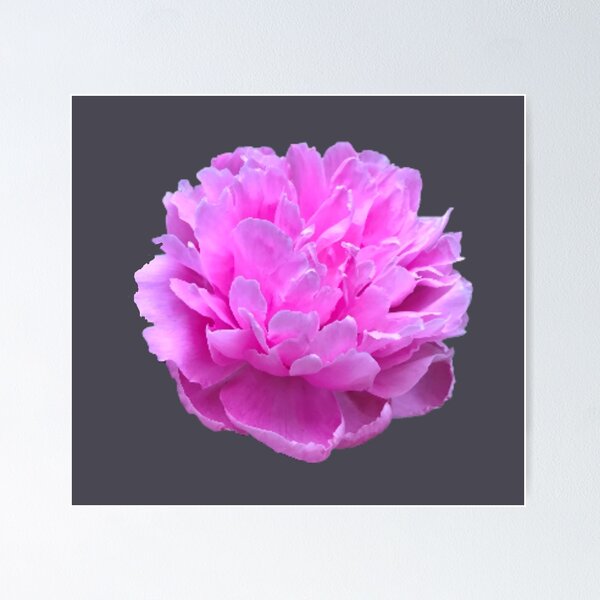 Item preview, Pink Peony Close-up designed and sold by InalterataArt.