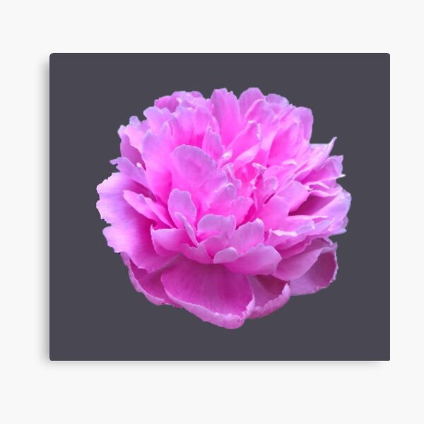 Item preview, Pink Peony Close-up designed and sold by InalterataArt.