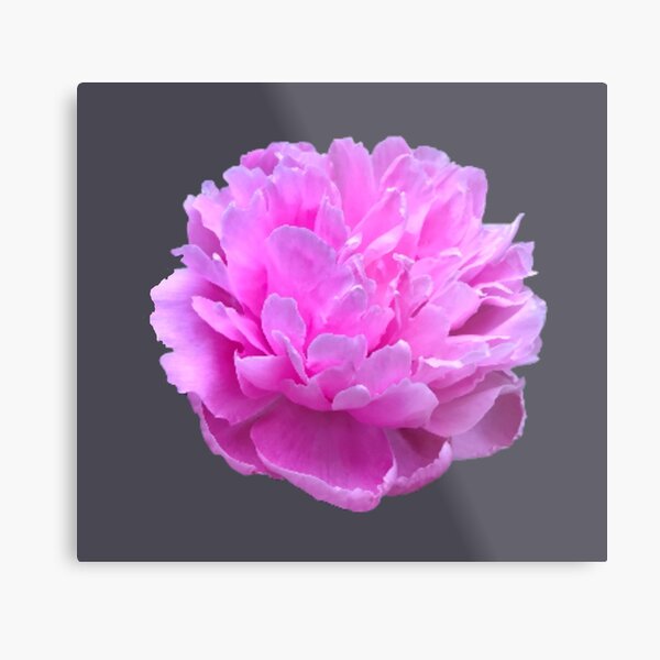 Item preview, Pink Peony Close-up designed and sold by InalterataArt.