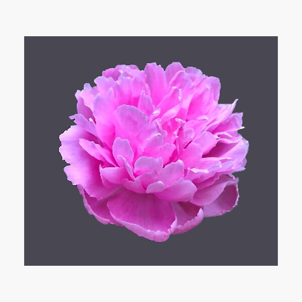 Item preview, Pink Peony Close-up designed and sold by InalterataArt.