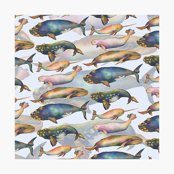 5 Whales Doubled Photographic Print
