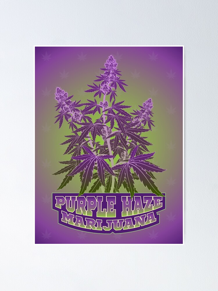 Purple Haze Strain - Marijuana Pot Shop