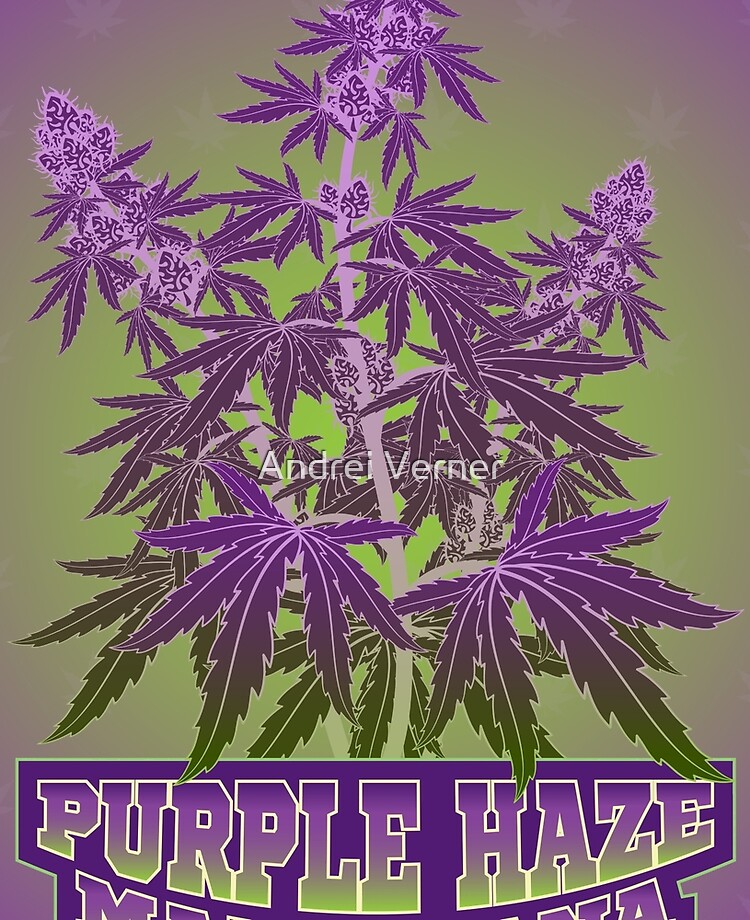 Purple Haze Weed Strain for Sale-Buy Marijuana Online-Cannabis for Sale