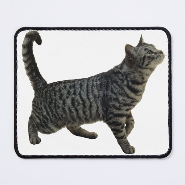 Item preview, grey cat designed and sold by nothing rhymes with orange.