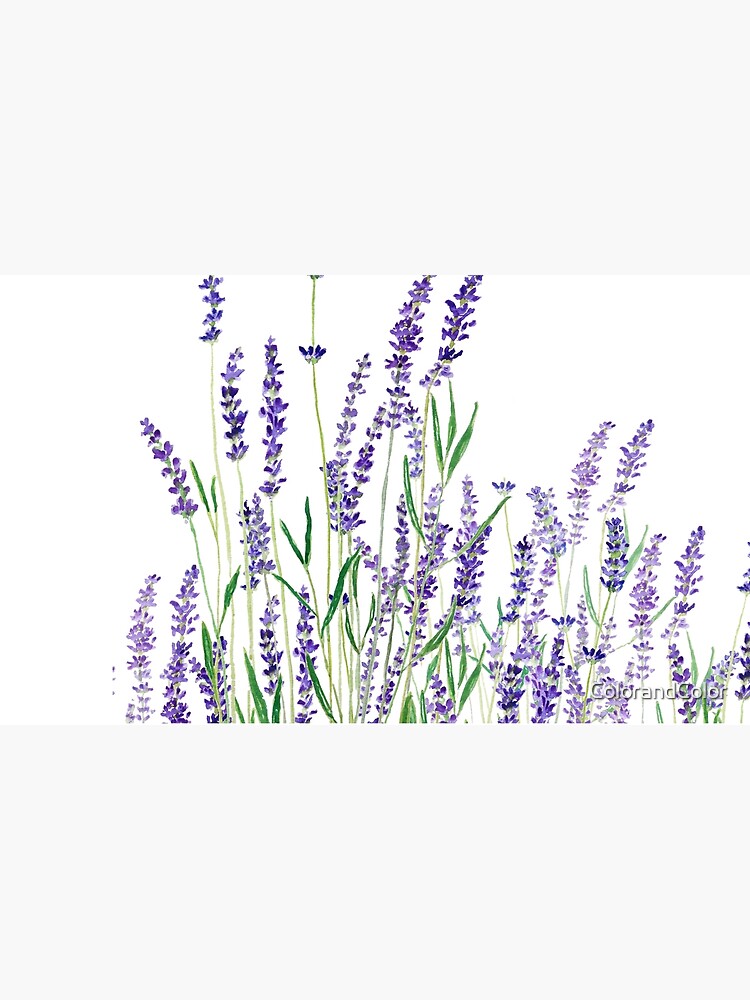 purple lavender horizontal watercolor by ColorandColor