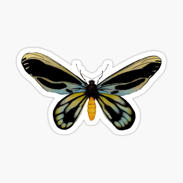 Acuarela de mariposa ala de pájaro de la reina Alexandra Pegatina