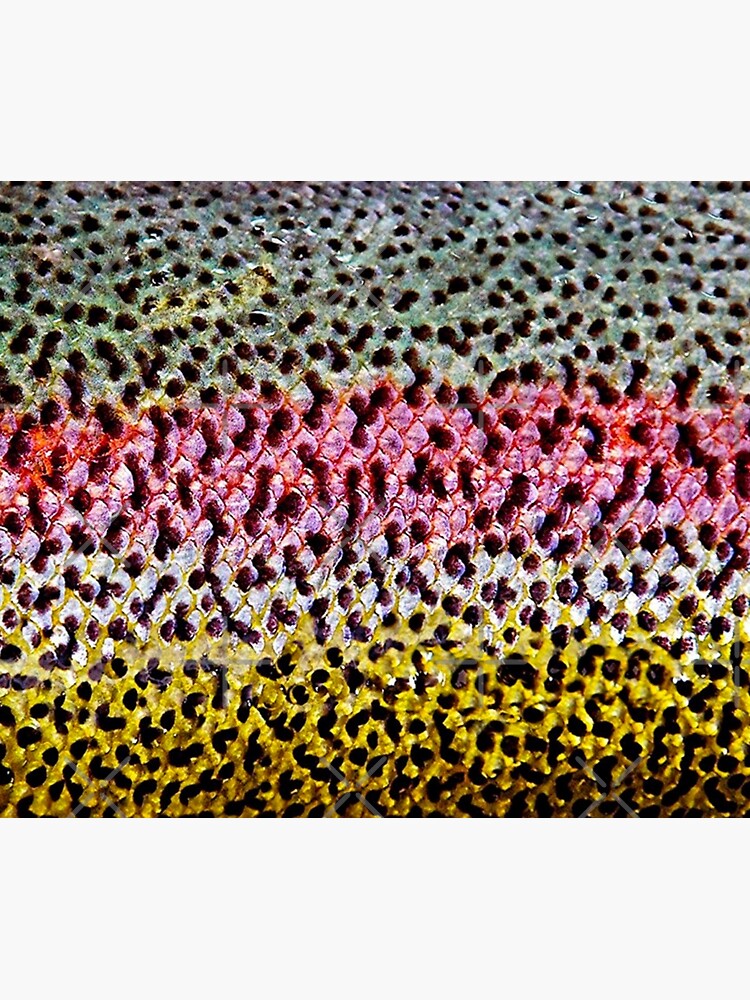 Rainbow Trout Skin Art Print for Sale by Strings Stan