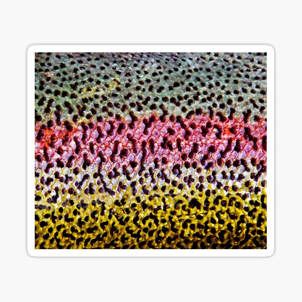 Vista previa del artículo con la obra «Skin Trucha Arcoiris», diseñado y vendido por Strings  Stan.