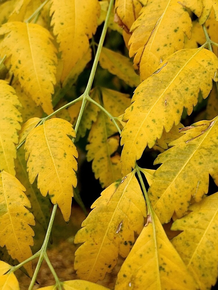 Wisteria Leaves in the Fall by douglasewelch