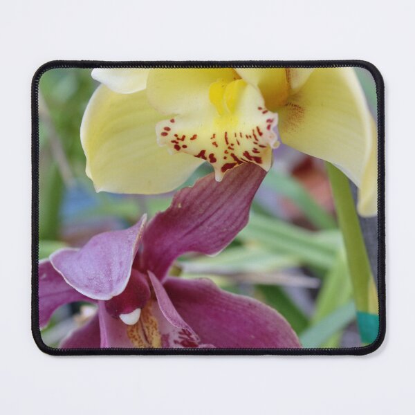 Item preview, Double Delight; Cymbidium Orchids; Gr. Hills, CA USA designed and sold by leih2008.