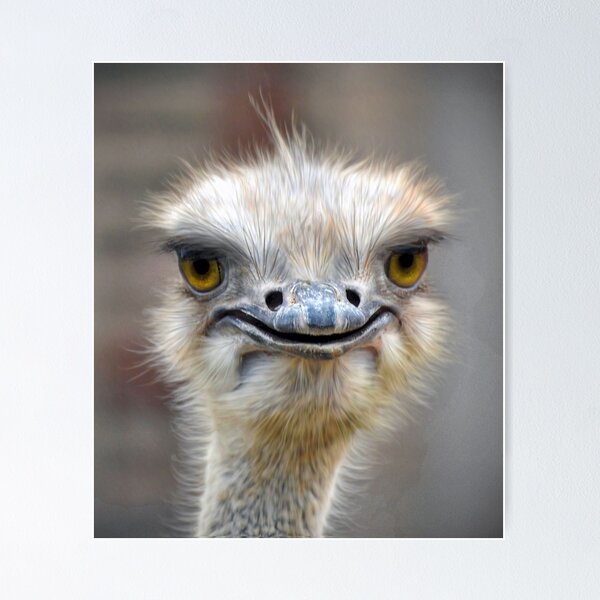  Wild Animal Bird Print, Colorful Ostrich Face