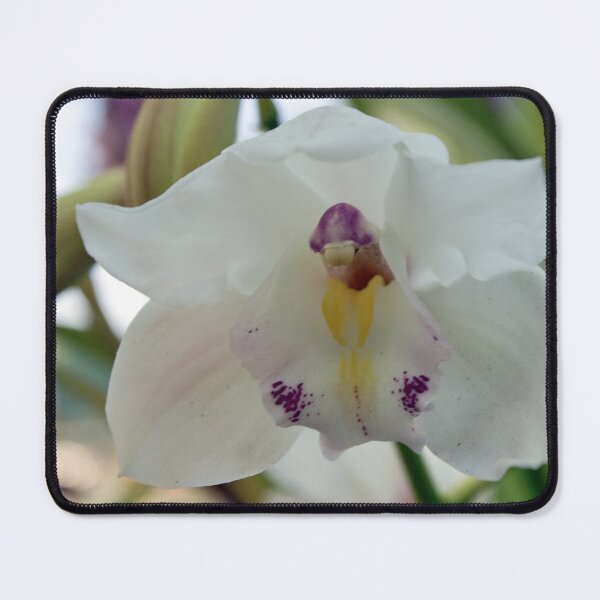 Item preview, Perfection; White-cymbidium orchid; Granada Hills, CA USA designed and sold by leih2008.