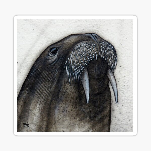 Item preview, Monochrome Walrus Study designed and sold by A Curious Bestiary.