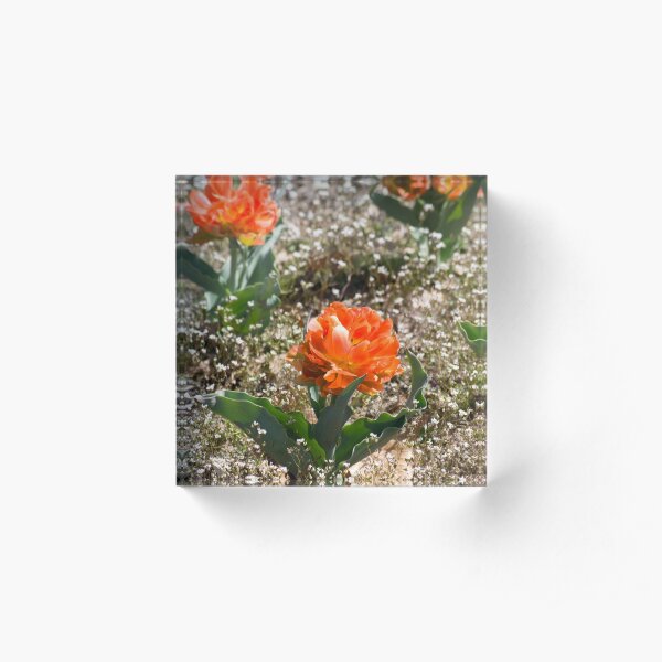 Orange Flowers in a Row in Garden Acrylic Block
