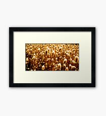 The Golden Sickle Framed Print