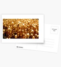 The Golden Sickle Postcards