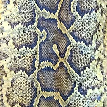 Artwork thumbnail, Burmese Python Skin by Tree45