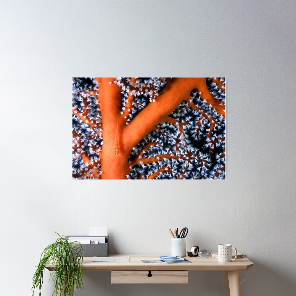 Goby on sea fan Poster