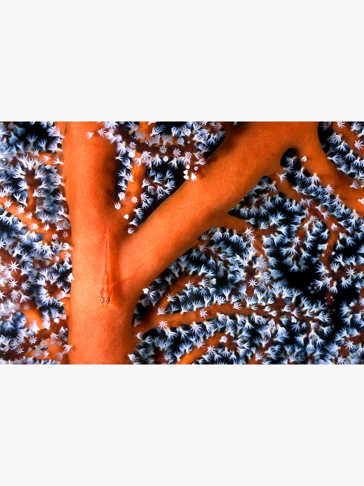 Goby on sea fan by DavidWachenfeld