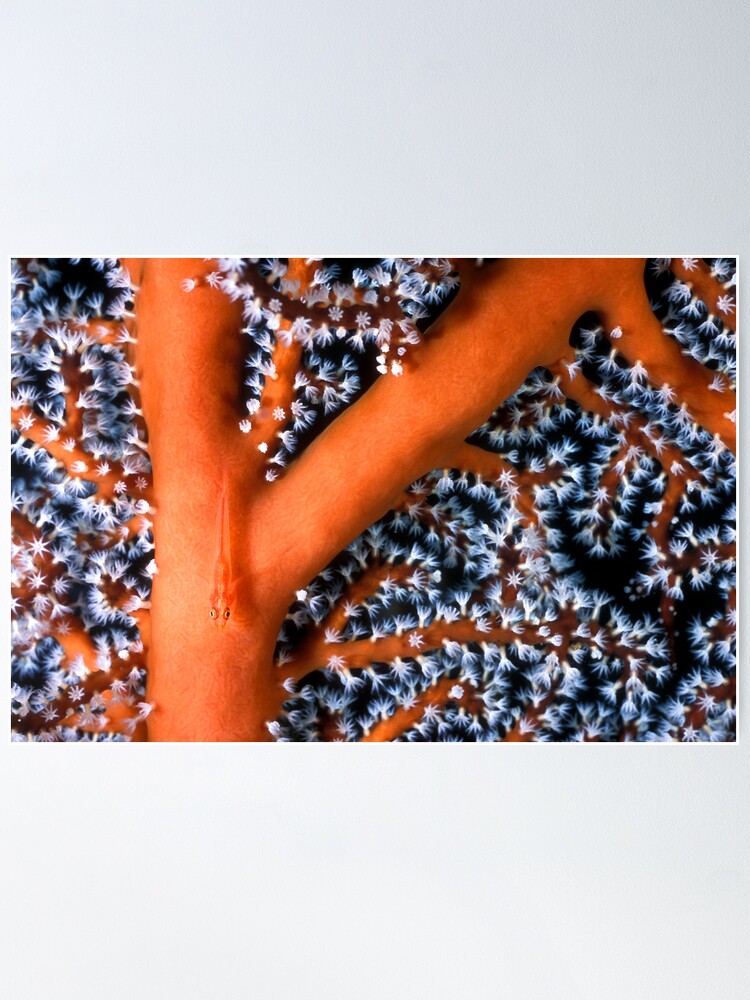 Alternate view of Goby on sea fan Poster