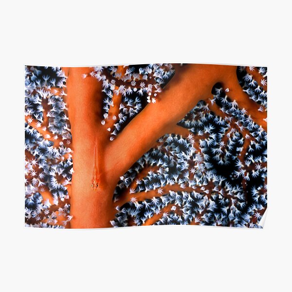 Goby on sea fan Poster
