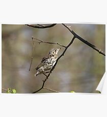 Fledgling Poster