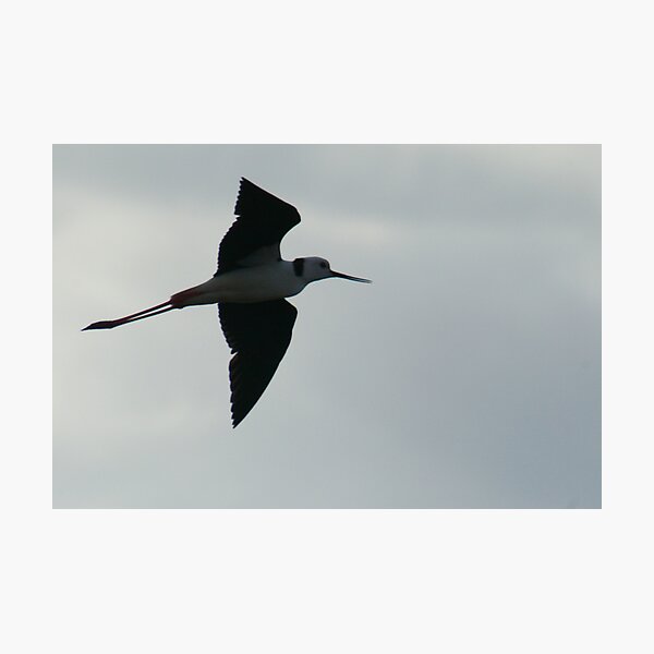 Item preview, Black Winged Stilt in Full Flight designed and sold by Michael Humphrys.