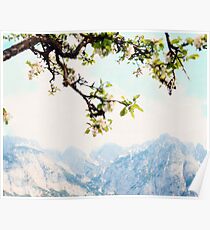 Apple Blossoms and Mountains Poster