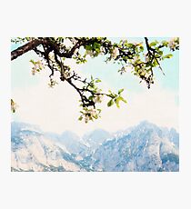 Apple Blossoms and Mountains Photographic Print