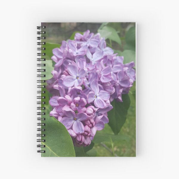 Aperçu de l'œuvre Lilas de printemps créée et vendue par k.d schubach.