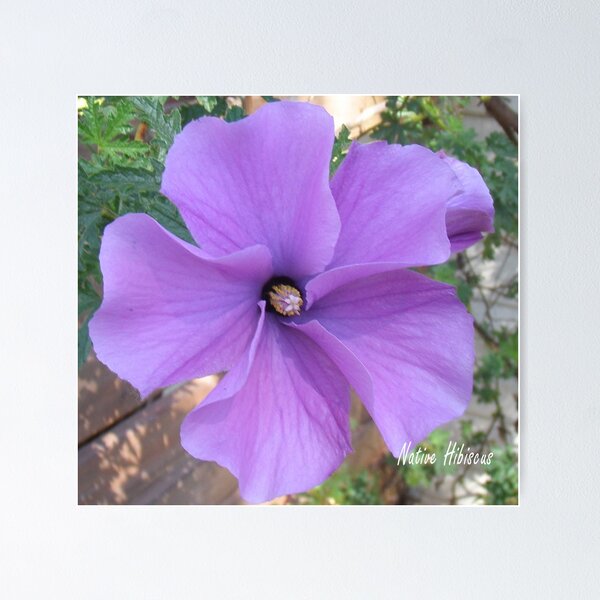 Native hibiscus alyogyne huegeli Poster
