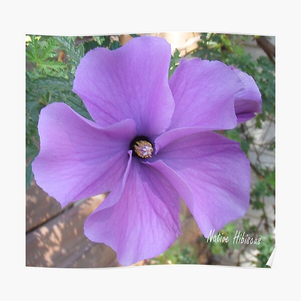 Native hibiscus alyogyne huegeli Poster