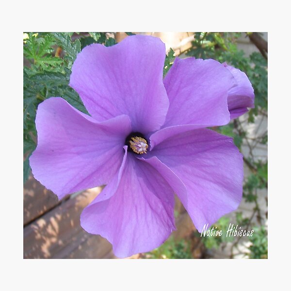 Native hibiscus alyogyne huegeli Photographic Print