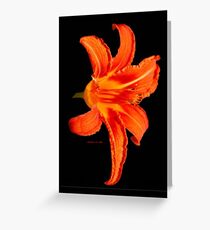 ORANGE DAY LILLY Greeting Card