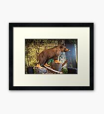 Ursine Mammal Framed Print