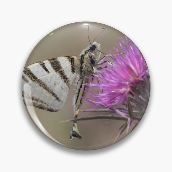 Item preview, Scarce Swallowtail designed and sold by LaurenTucker.