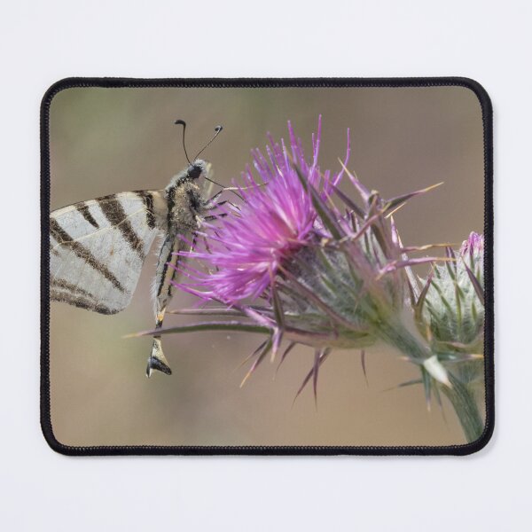 Item preview, Scarce Swallowtail designed and sold by LaurenTucker.