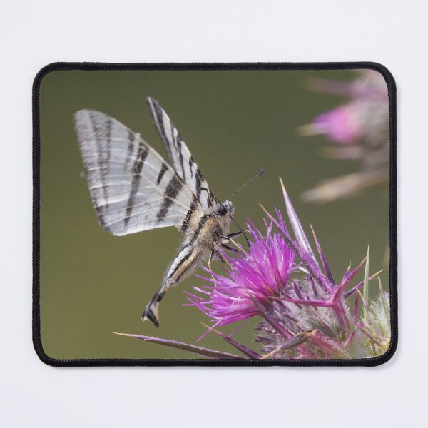 Item preview, Scarce Swallowtail designed and sold by LaurenTucker.