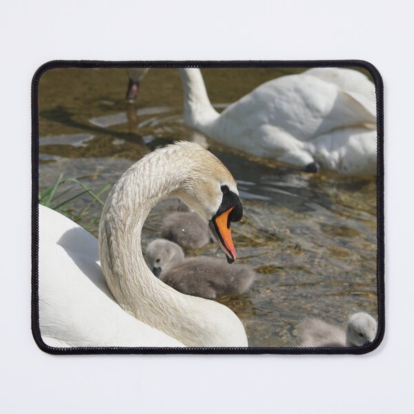 Item preview, muteswans, with cygnets at the canal - Lake Onrid designed and sold by distracted.