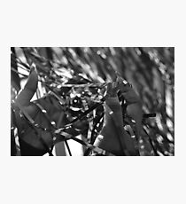 Streamers Photographic Print