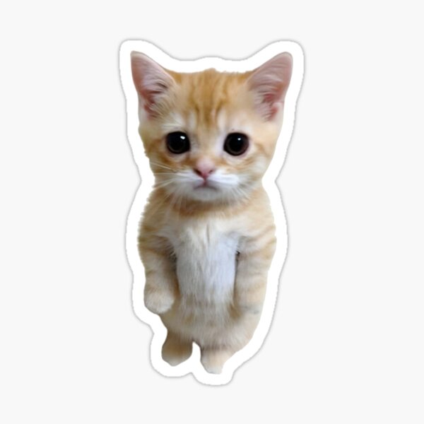 most funny cat pfp｜TikTok Search