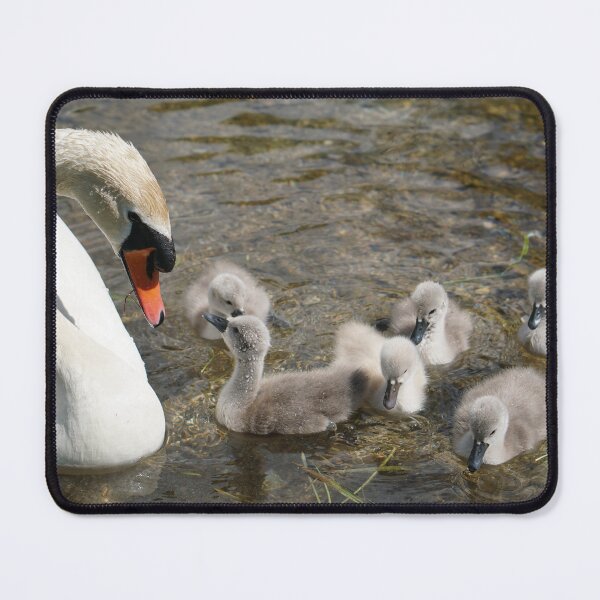 Item preview, muteswan cob with young designed and sold by distracted.