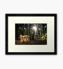 Cubensis Mushrooms Nature Fungi Autumn Forest Framed Print