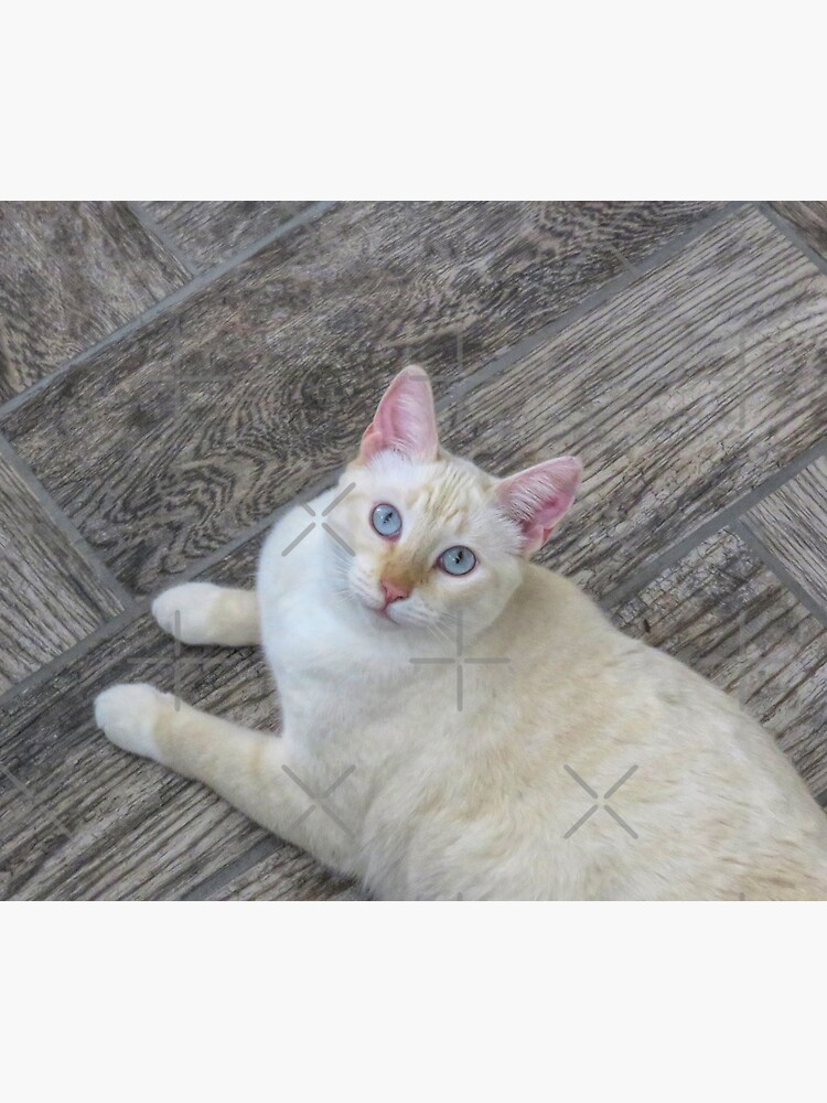 Red Point Siamese Cat on Grey Floor Mouse Pad