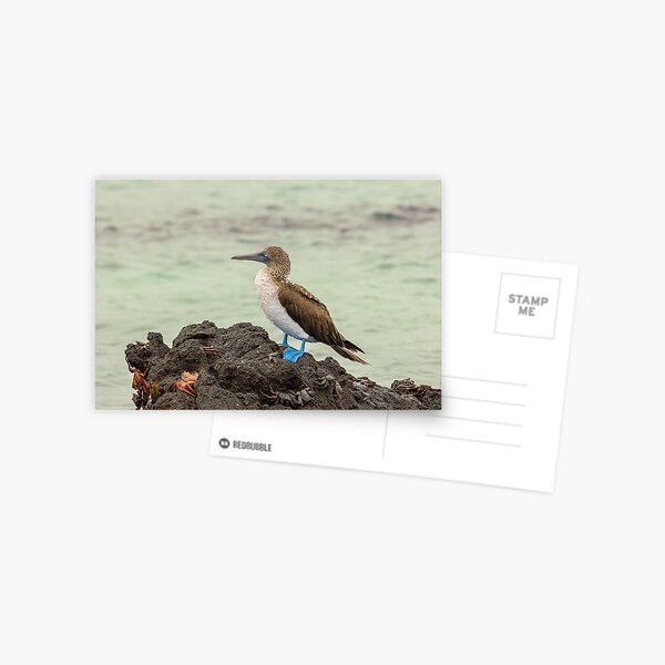 Blue-footed, blue-footed booby Postcard