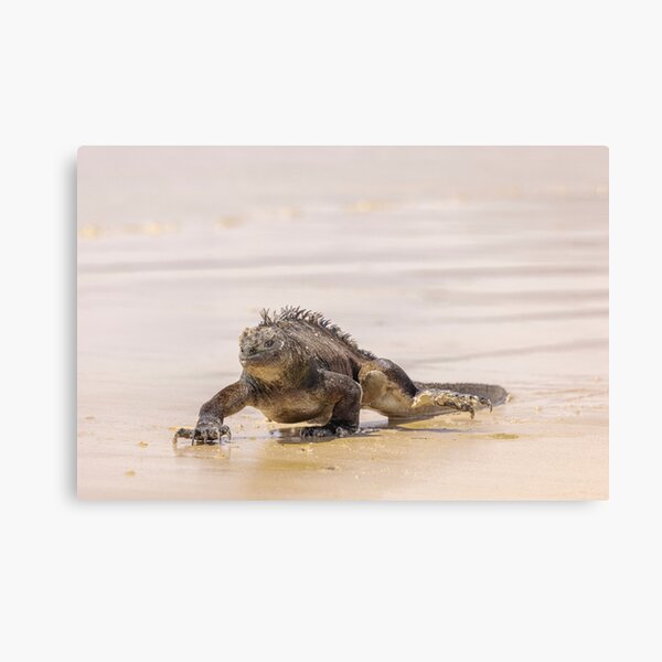 walking on the beach Canvas Print