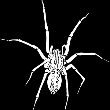 Artwork thumbnail, Spider 01 by Rescope Studio