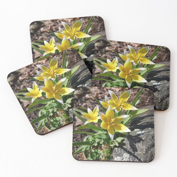 Item preview, Tulipa tarda trio designed and sold by Jouko Lehto Photography.